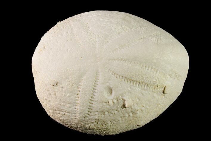 Fossil Sea Urchin (Eupatagus) - Florida #161269